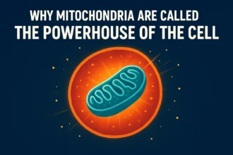 Powerhouse of the Cell
