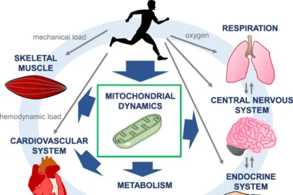 exercise for mitochondrial health