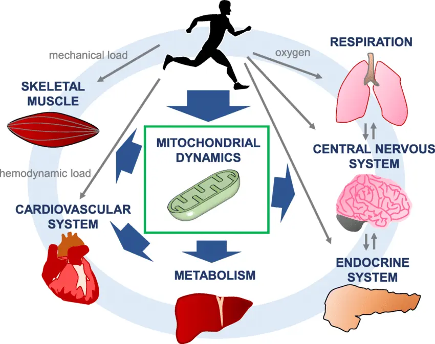 exercise for mitochondrial health